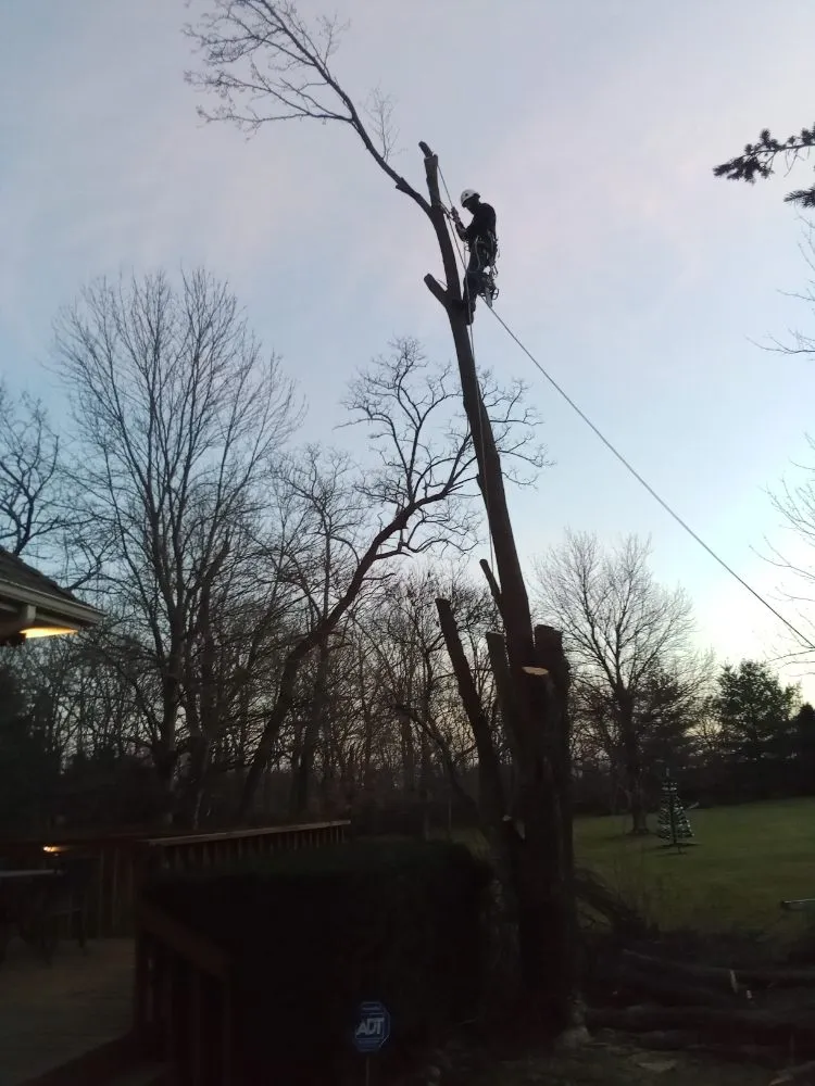 Professional landscape installation in Lexington, MO by KC Tree Masters