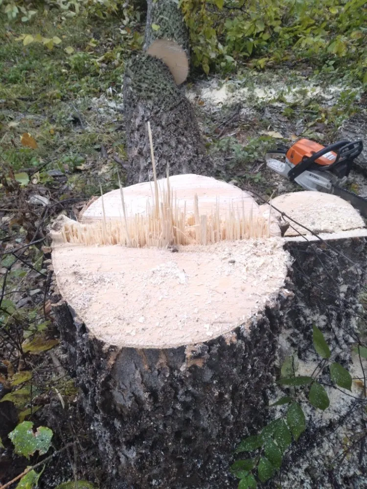 Professional landscape installation with custom design in Lexington, MO by KC Tree Masters