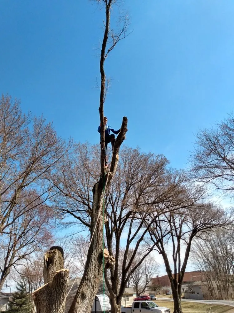 Expert garden landscaping in Lexington, MO by KC Tree Masters