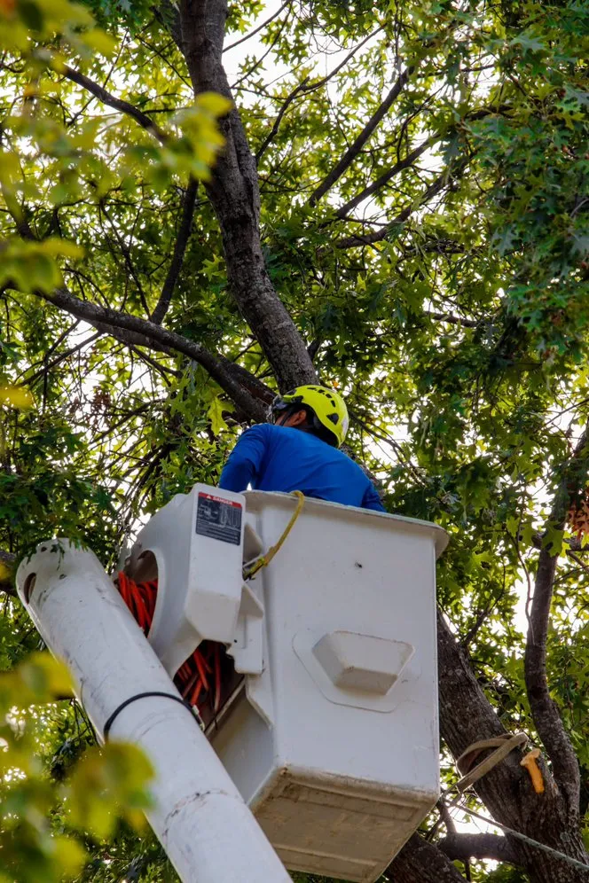 Local outdoor landscaping in Kansas City, MO - KC Tree Services