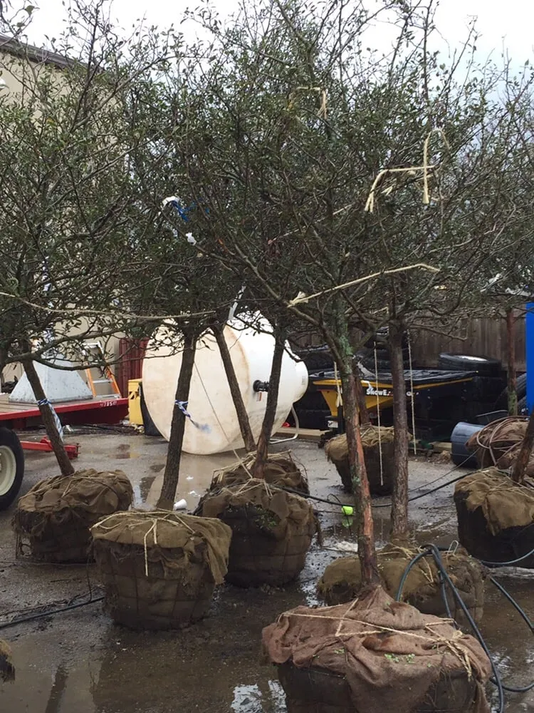 Professional landscaping services for residential properties across Gilberts, IL - KCG Management