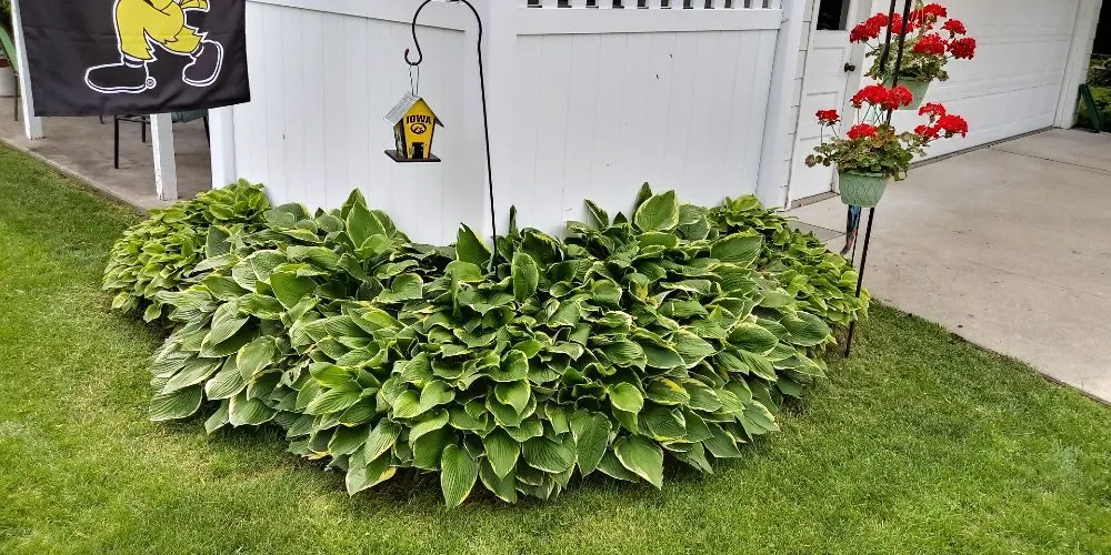 Local yard cleanup service in Waterloo, IA by KCs Lawn Care