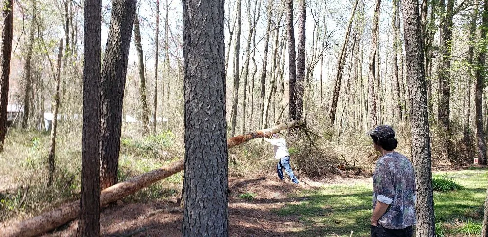 Top-rated landscaping services in Laurel, DE - KC'S Tree And Lawn Services