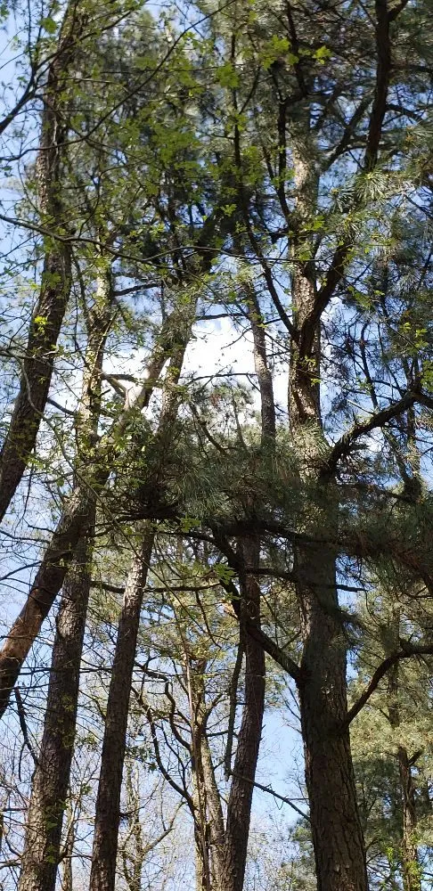 Expert landscape installation in Laurel, DE - KC'S Tree And Lawn Services