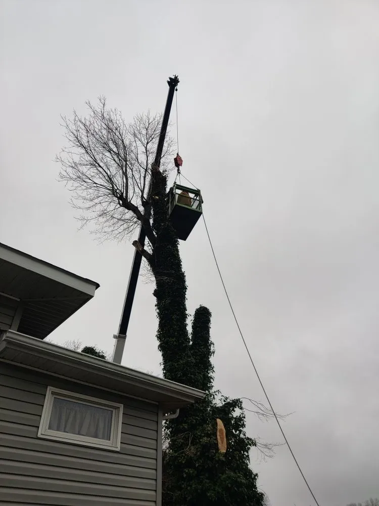 Professional residential landscaping near you in Laurel, DE by KC'S Tree And Lawn Services