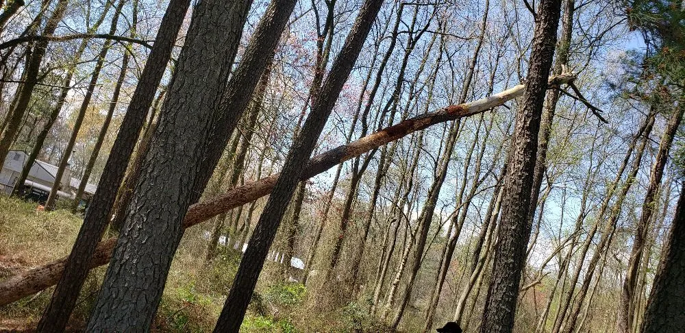 Top-rated yard maintenance for outdoor upgrades across Laurel, DE - KC'S Tree And Lawn Services