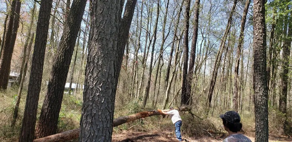 Local yard maintenance in Laurel, DE by KC'S Tree And Lawn Services