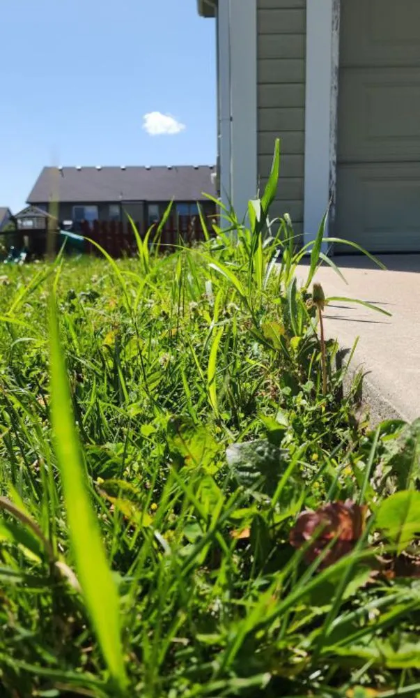 Reliable lawn mowing service in Kansas City, MO - K&D Elite Lawn Care