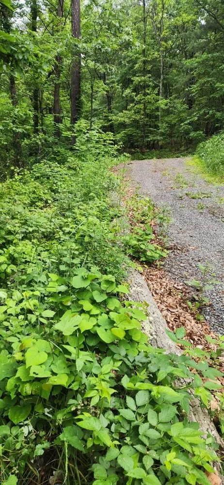 Top-rated yard maintenance in Berkeley Springs, WV by K&D Home & Property Services