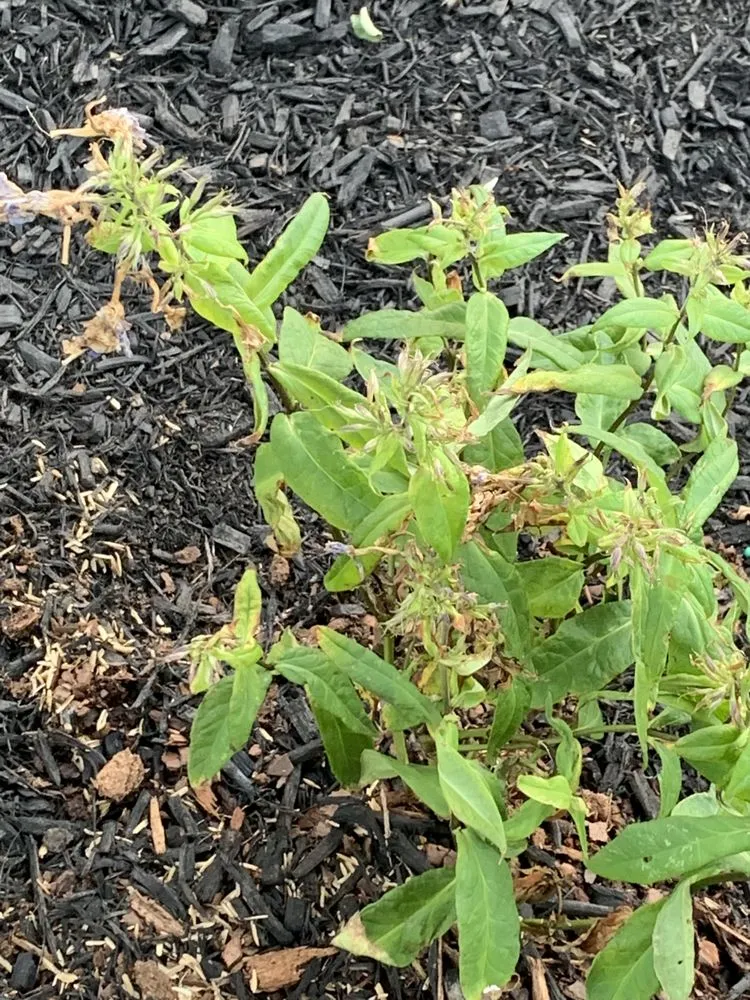 Professional landscaping services for residential properties in Buffalo, NY by KD Landscaping and Snow Plowing