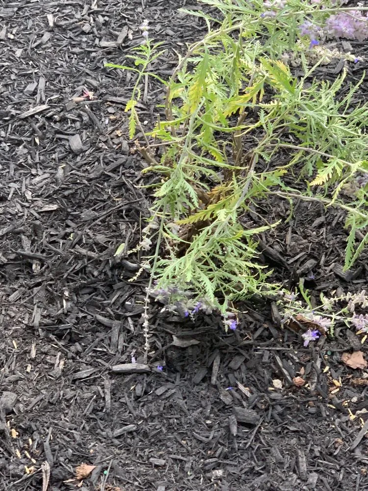 Reliable garden landscaping in Buffalo, NY by KD Landscaping and Snow Plowing