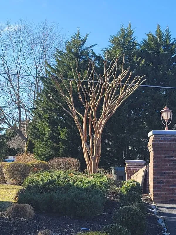 Expert yard cleanup service experts serving Sterling, VA - KD Landscaping