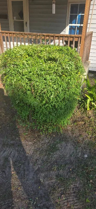 Reliable residential landscaping experts serving Kingstree, SC - K&D Lawncare Solutions Plus