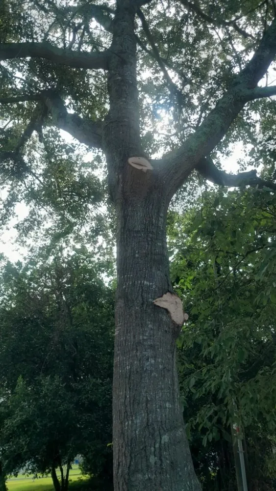 Reliable outdoor landscaping experts serving Swansea, SC - K&D Service's