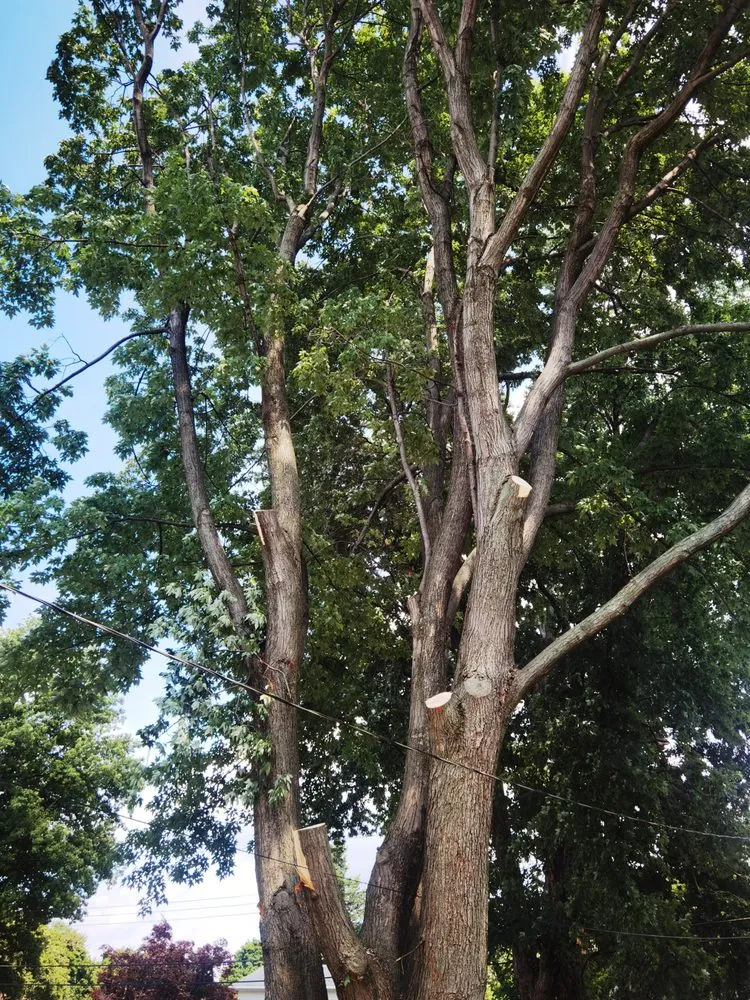 Top-rated lawn care service in Buffalo, NY - KD Tree Service Buffalo NY