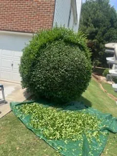 Professional landscaping services in Baytown, TX - KD Tree Services