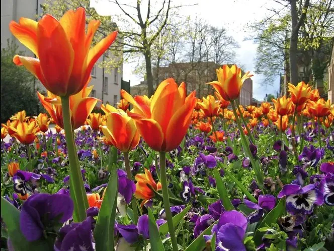 Expert yard cleanup service for residential properties across Nashville, TN - KDEarthCare