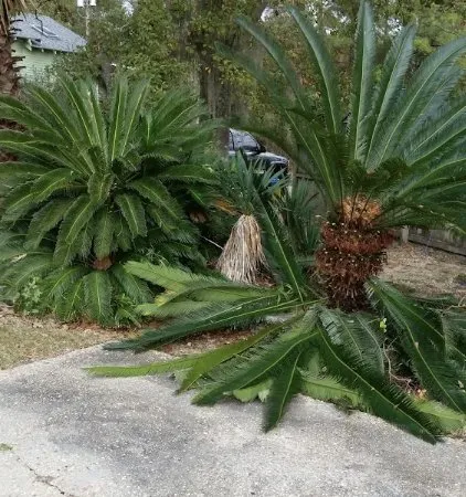 Local yard cleanup service near you in Covington, LA by KDJ Lawn Maintenance