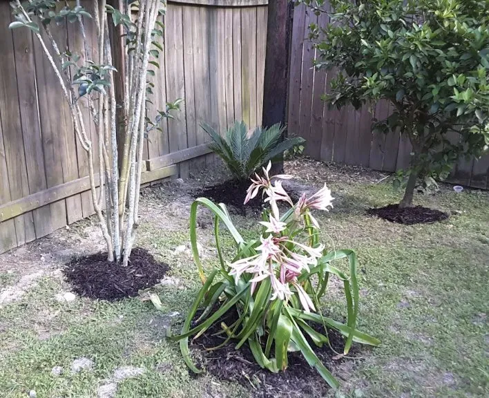 Trusted residential landscaping experts serving Covington, LA - KDJ Lawn Maintenance