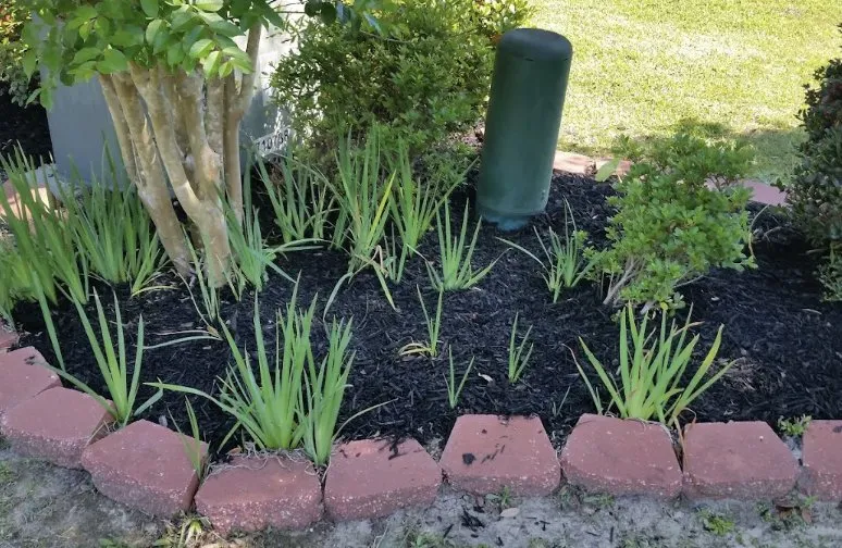 Custom yard maintenance experts serving Covington, LA - KDJ Lawn Maintenance