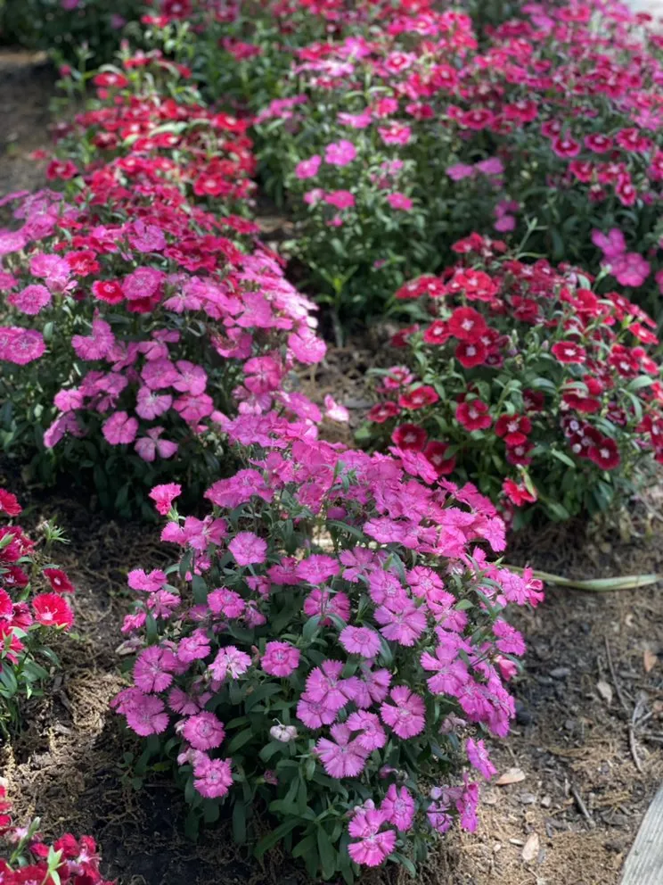 Local yard cleanup service in Neptune City, NJ by KDM Landscape Design