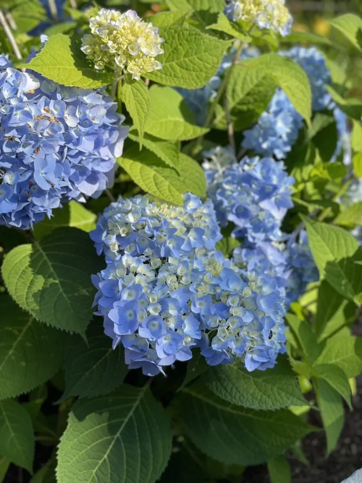 Affordable residential landscaping for year-round maintenance across Neptune City, NJ - KDM Landscape Design