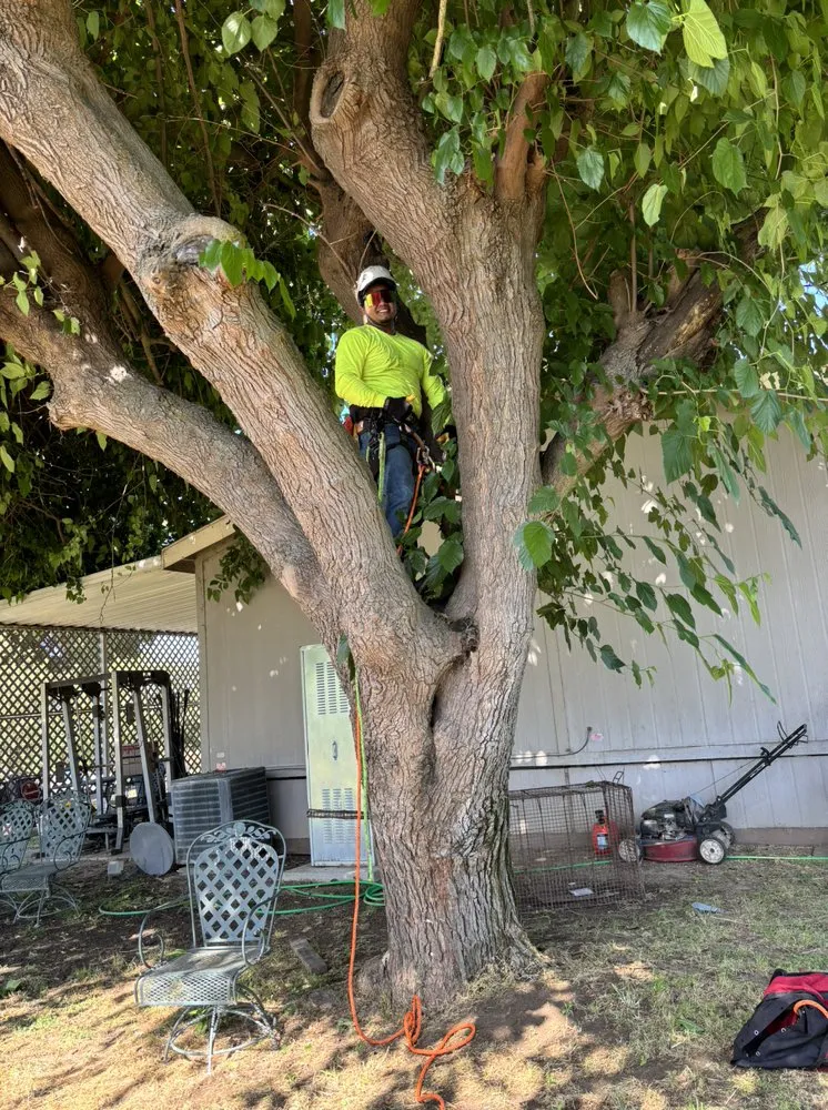 Custom residential landscaping for beautiful yards across Fresno, CA - KDV Tree Service and Landscaping