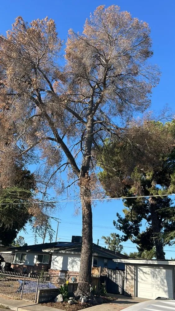 Expert residential landscaping in Fresno, CA by KDV Tree Service and Landscaping