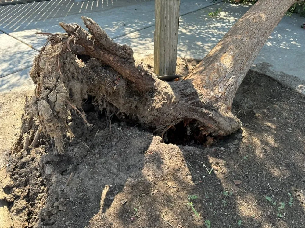 Affordable landscape design for beautiful yards across Fresno, CA - KDV Tree Service and Landscaping