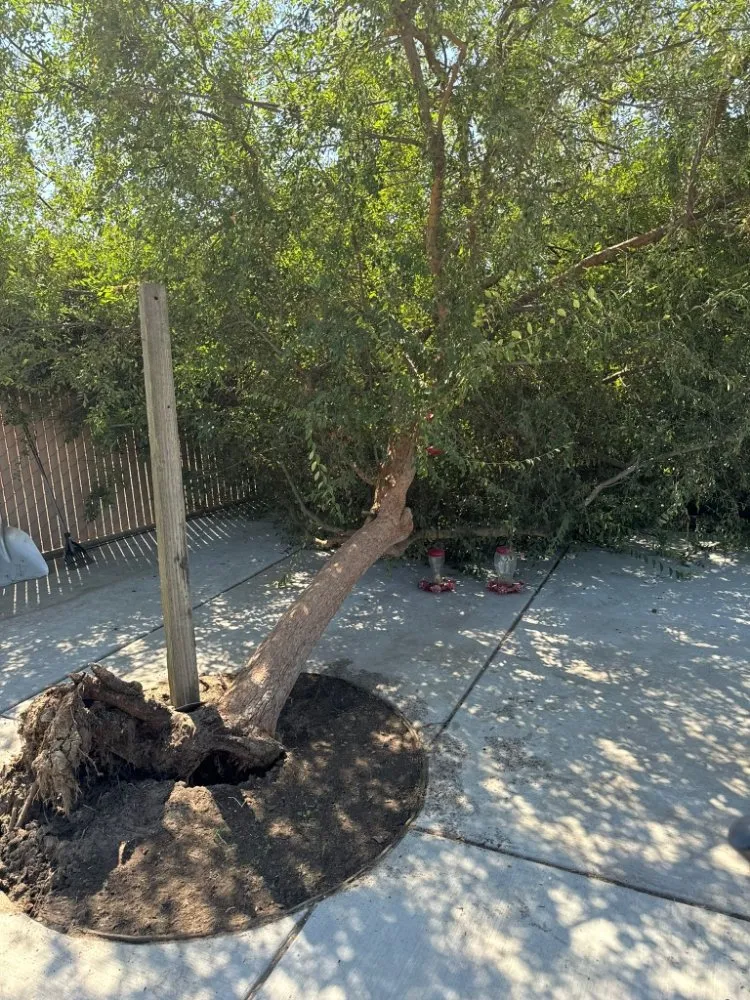 Professional outdoor landscaping in Fresno, CA by KDV Tree Service and Landscaping