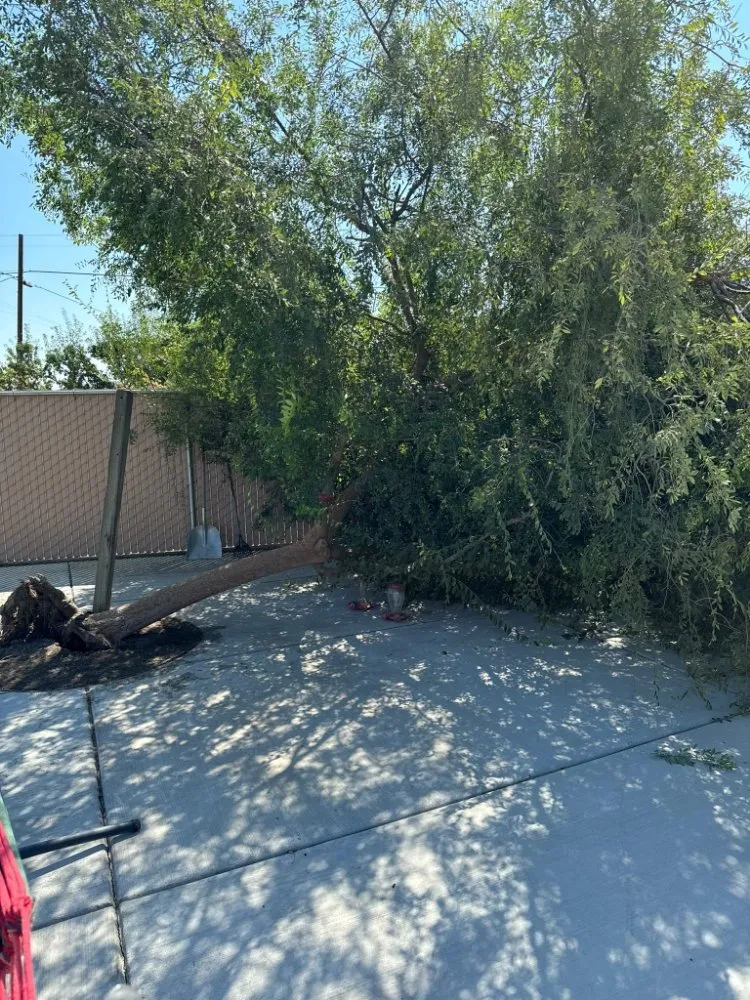 Reliable yard cleanup service in Fresno, CA by KDV Tree Service and Landscaping
