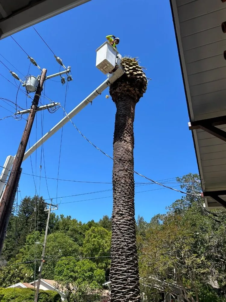 Expert yard maintenance experts serving Fresno, CA - KDV Tree Service and Landscaping