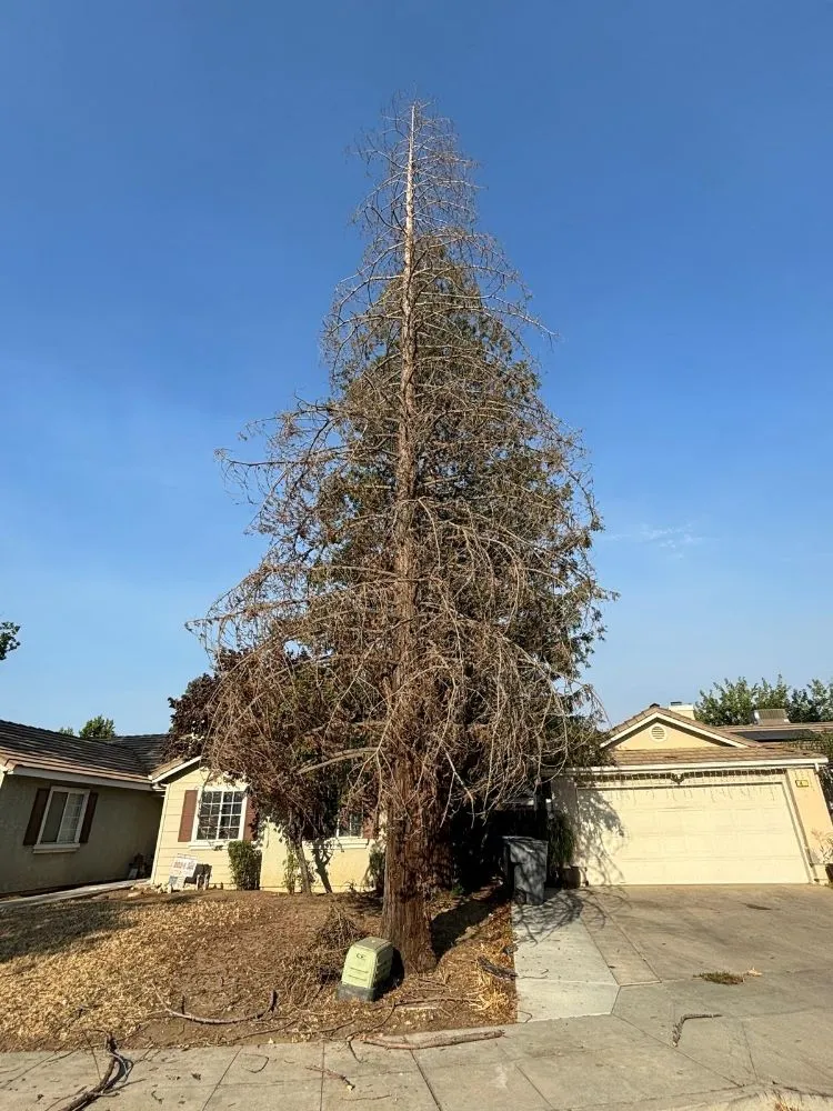Top-rated yard maintenance in Fresno, CA by KDV Tree Service and Landscaping