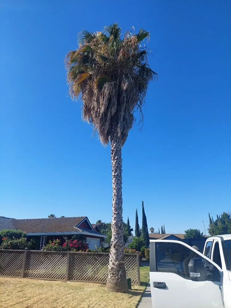 Local landscape design in Fresno, CA - KDV Tree Service and Landscaping