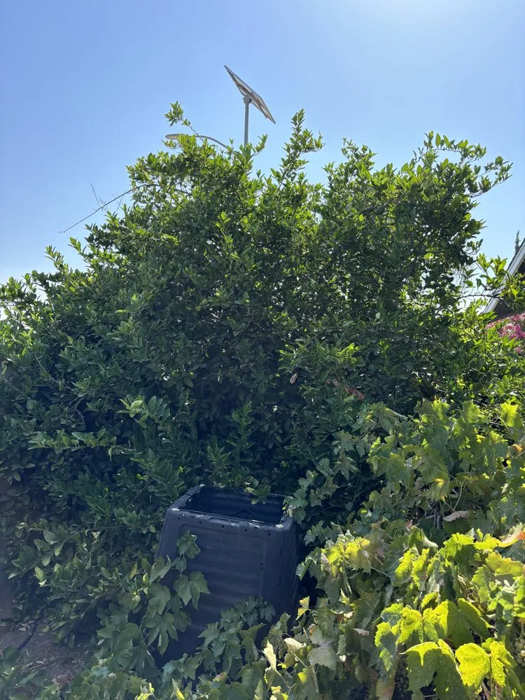 Top-rated lawn care service in Fresno, CA by KDV Tree Service and Landscaping