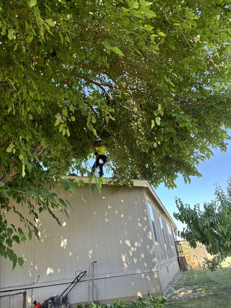 Trusted landscaping services near you across Fresno, CA - KDV Tree Service and Landscaping