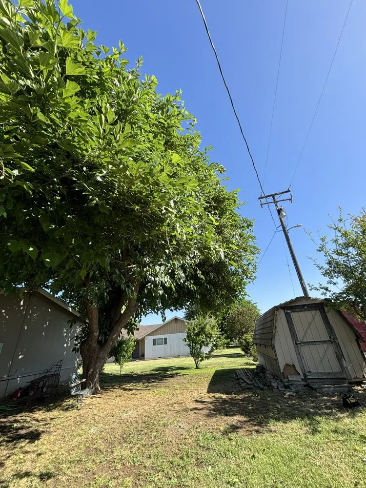 Local yard maintenance experts serving Fresno, CA - KDV Tree Service and Landscaping