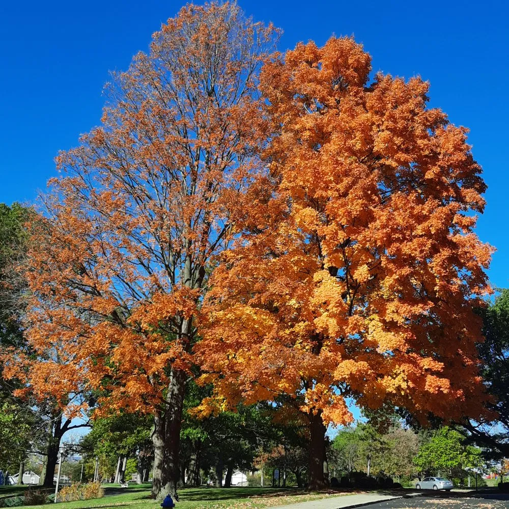 Expert yard cleanup service in Lebanon, OH - Kearney's Landscaping Co