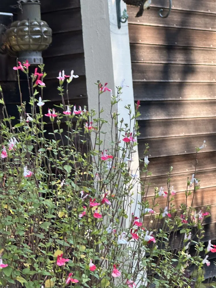 Local lawn care service in Brewster, MA by Keep America Beautiful