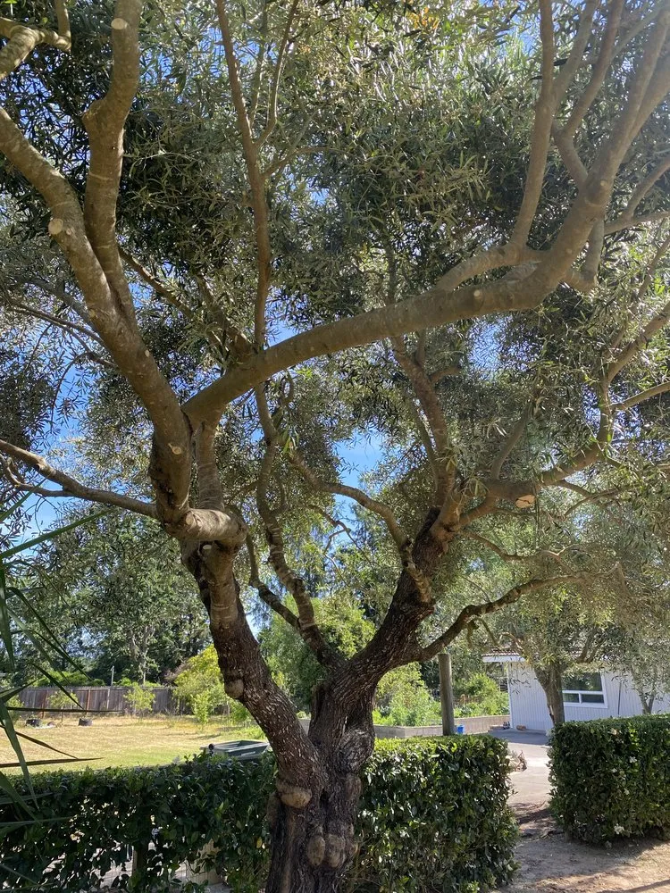 Top-rated yard maintenance with custom design across Santa Rosa, CA - Keep Green Landscape