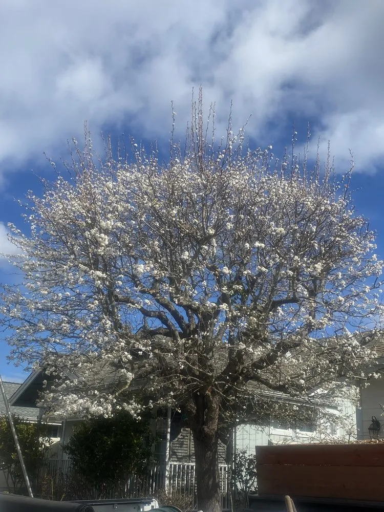 Professional yard maintenance in Santa Rosa, CA by Keep Green Landscape