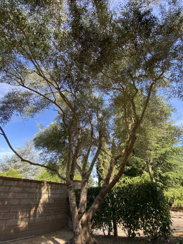 Affordable outdoor landscaping near you in Santa Rosa, CA by Keep Green Landscape