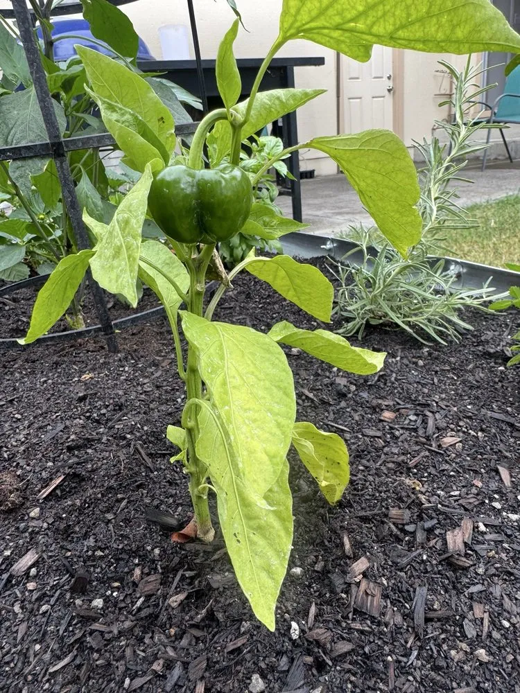 Professional landscape installation in Santa Rosa, CA by Keep Green Landscape