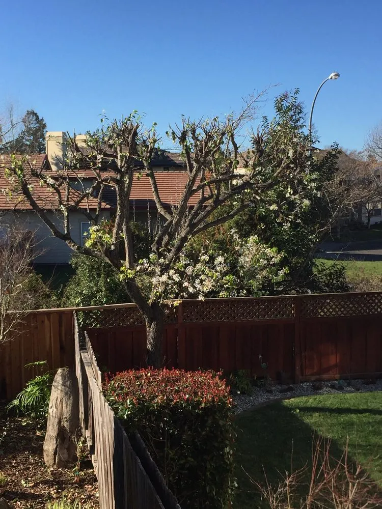 Trusted yard cleanup service experts serving Santa Rosa, CA - Keep Green Landscape