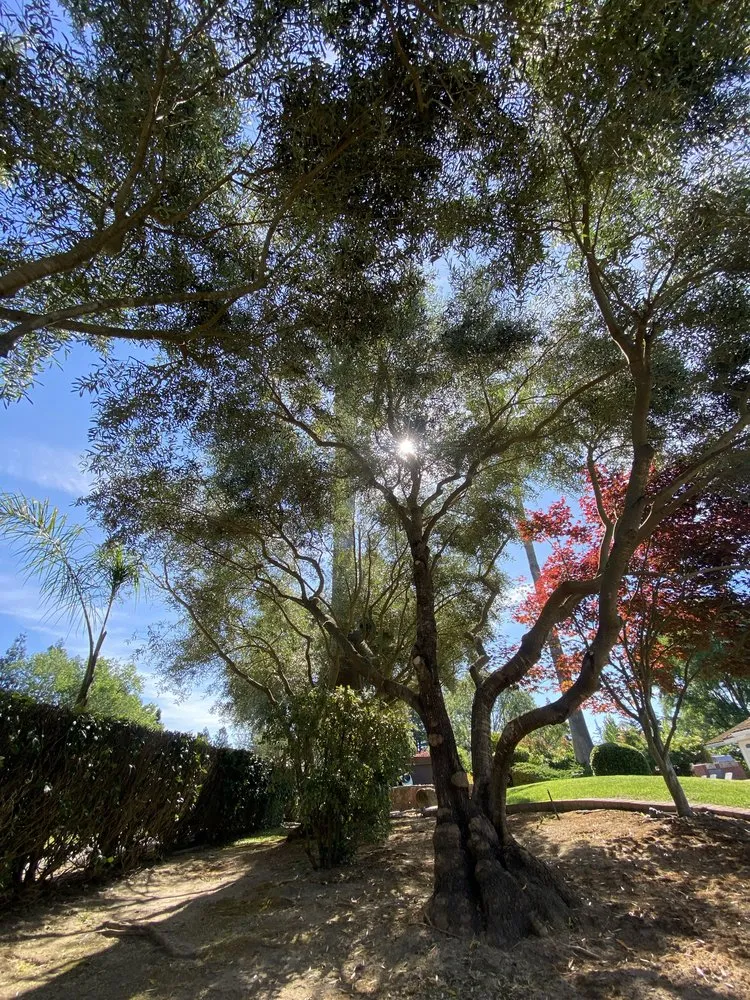 Expert landscaping services in Santa Rosa, CA by Keep Green Landscape