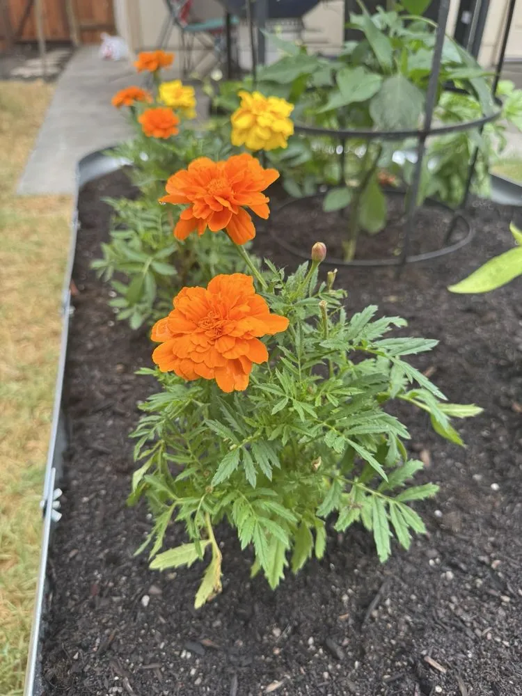 Professional outdoor landscaping in Santa Rosa, CA by Keep Green Landscape