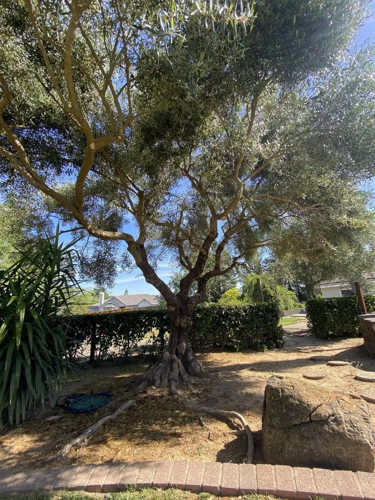 Expert landscape installation for year-round maintenance across Santa Rosa, CA - Keep Green Landscape