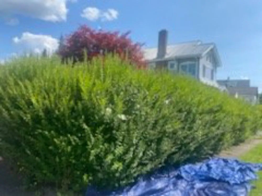 Professional yard maintenance in Syracuse, NY by Keep It Clean Lawn Care