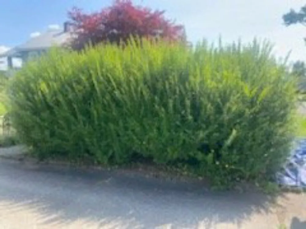 Affordable outdoor landscaping for year-round maintenance in Syracuse, NY by Keep It Clean Lawn Care