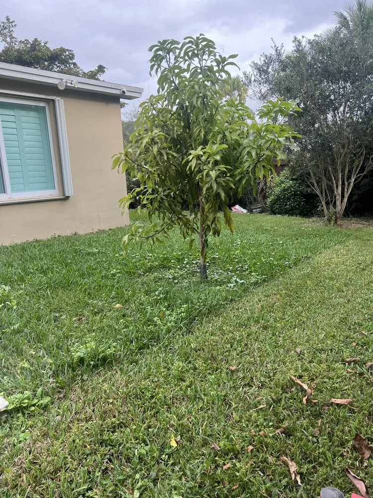 Local lawn care service for beautiful yards across Miami, FL - Keep It Clean Property Maintenance